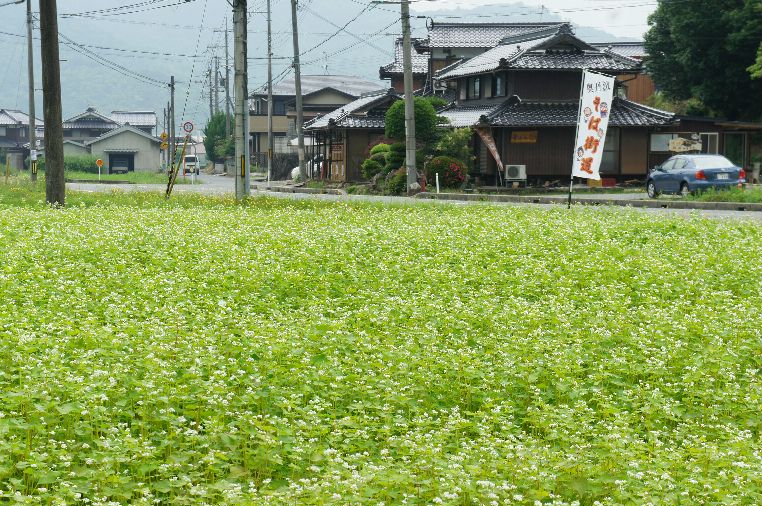 そばの開花