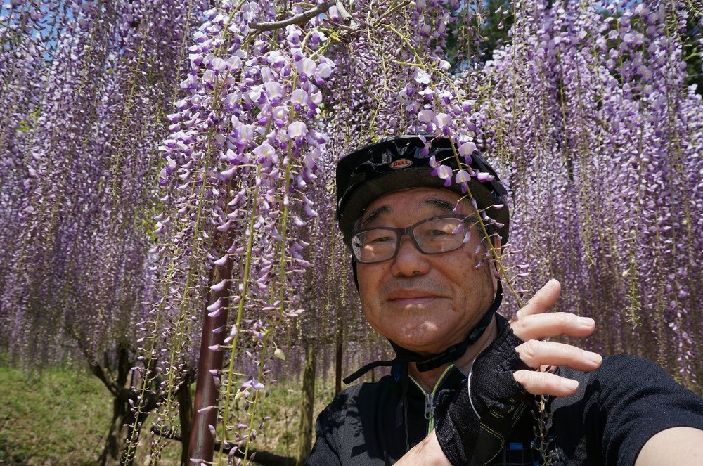 4月30日九尺藤！ちわー