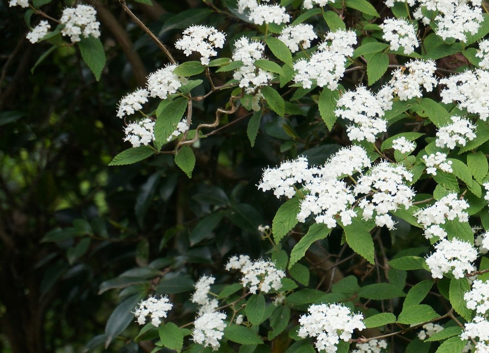 何の花
