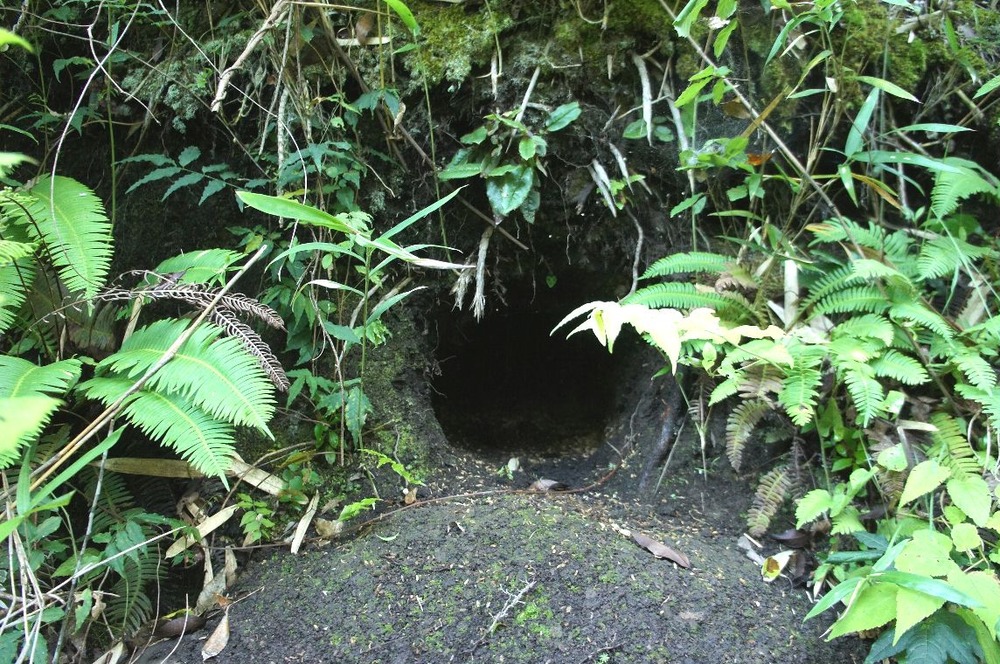 裏山の穴？