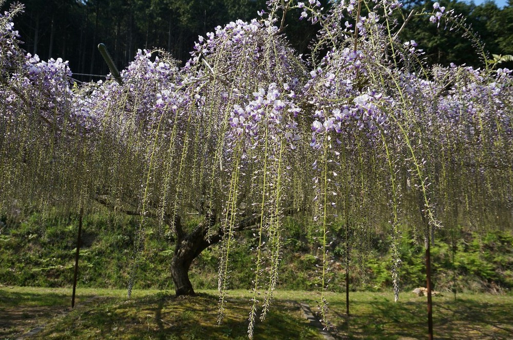 九尺藤４月２６日②