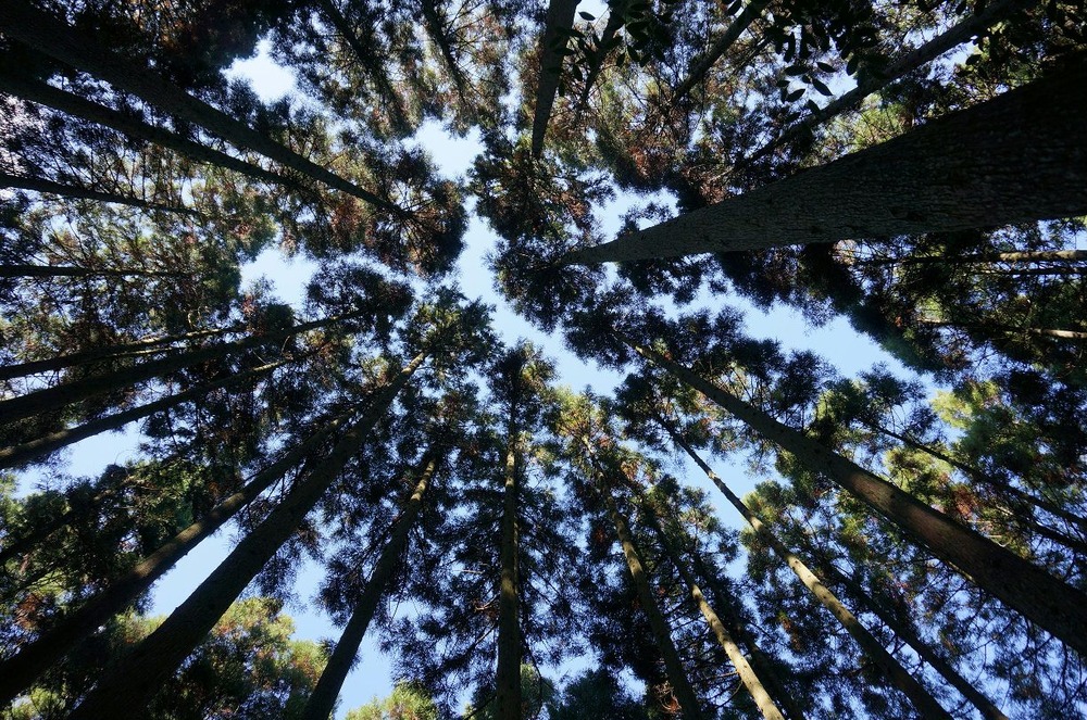 奥丹波の森の杉の木