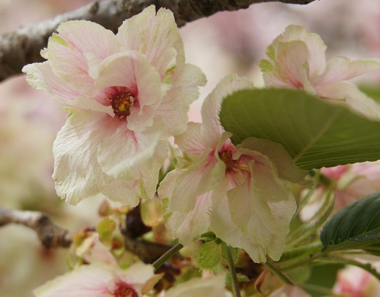造幣局６