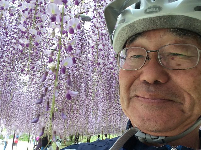 ５月３日九尺藤１