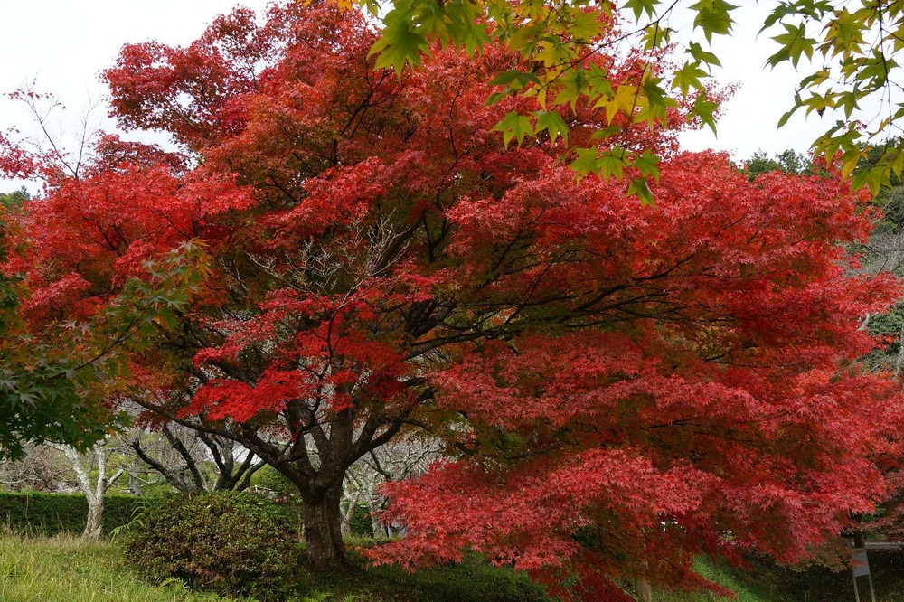 １４年石像寺の紅葉２