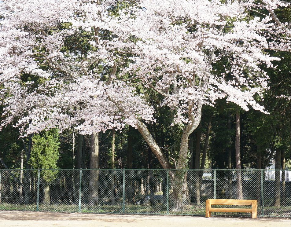 桜とベンチ