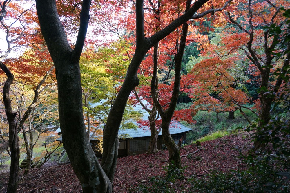 神池寺紅葉