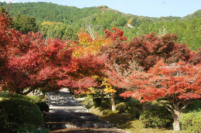 石像寺の紅葉１