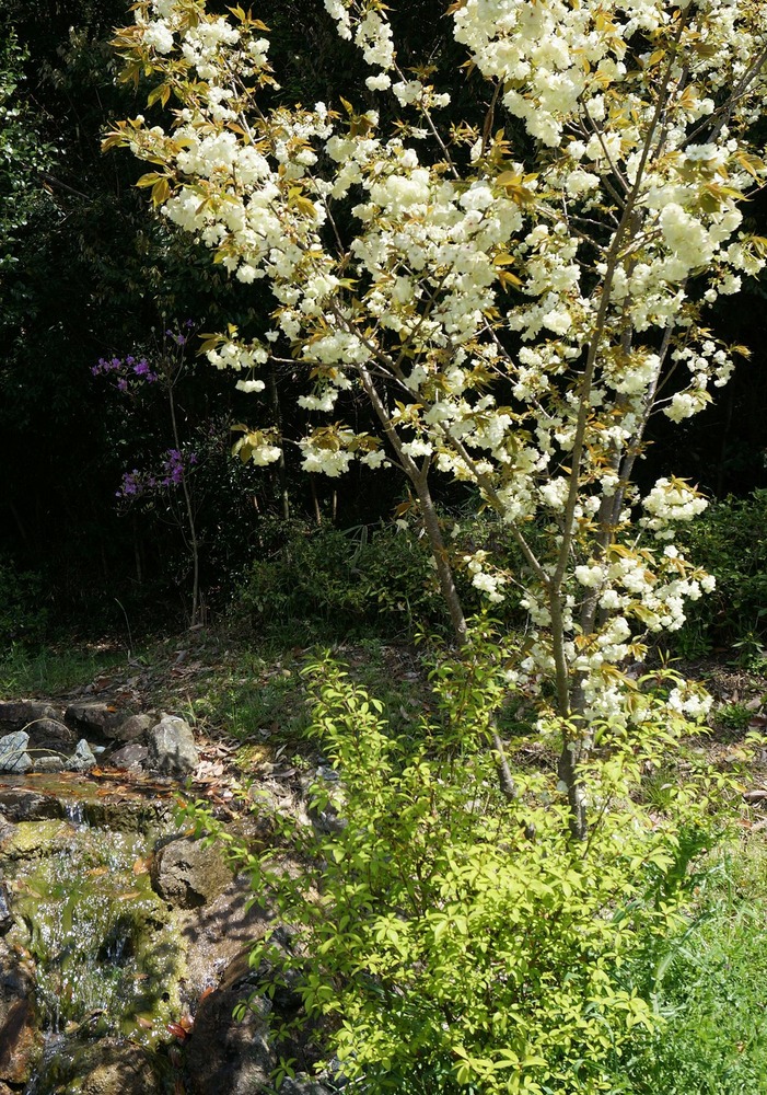 満開のウコンの花
