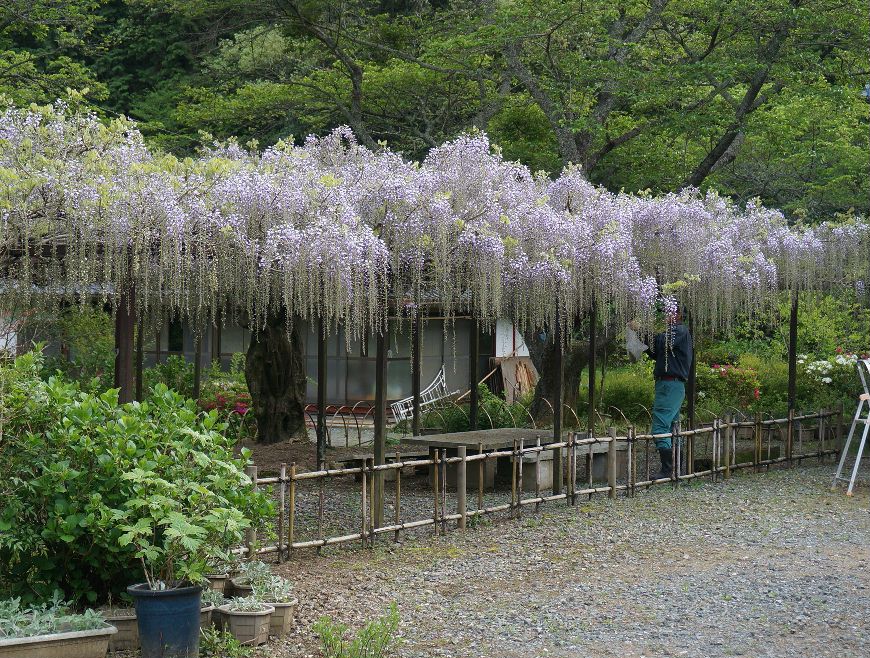 白毫寺九尺藤４月２５日4