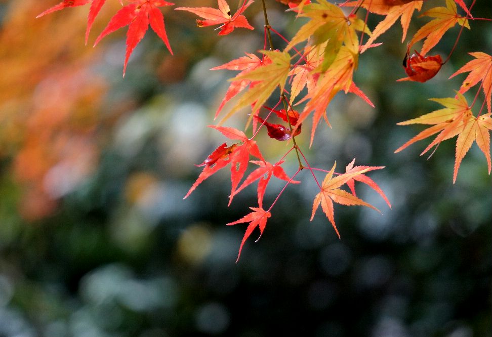 １４年高山寺の紅葉6