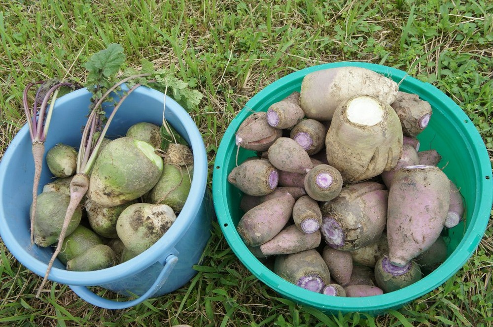 辛味大根収穫