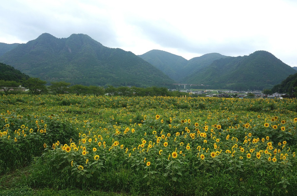 油津の向日葵