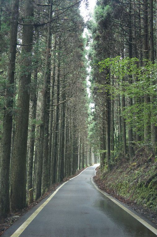Ｒ４２９大名草から