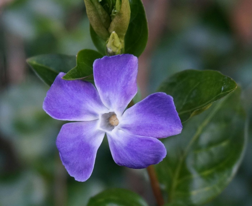 この花？