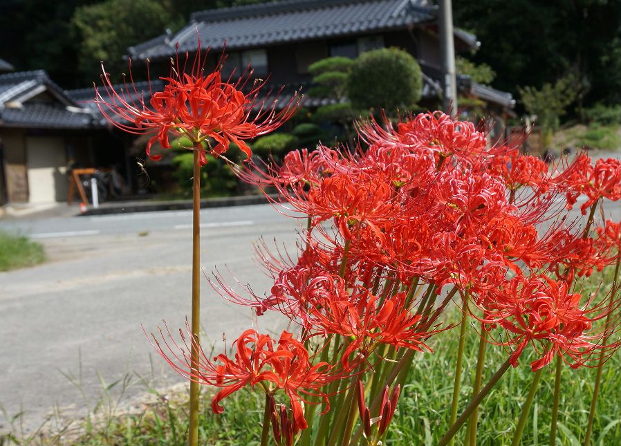 彼岸花とそばんち