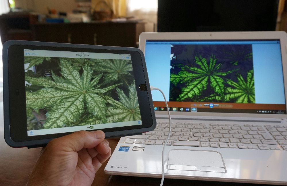 ipadデビュー