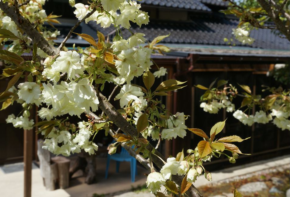 そばんちとウコンの花