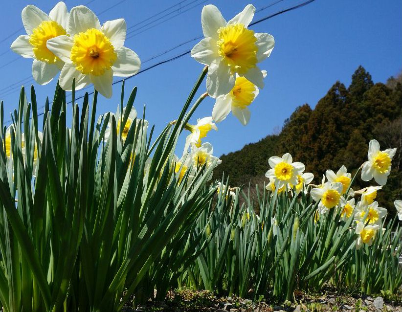 水仙の花
