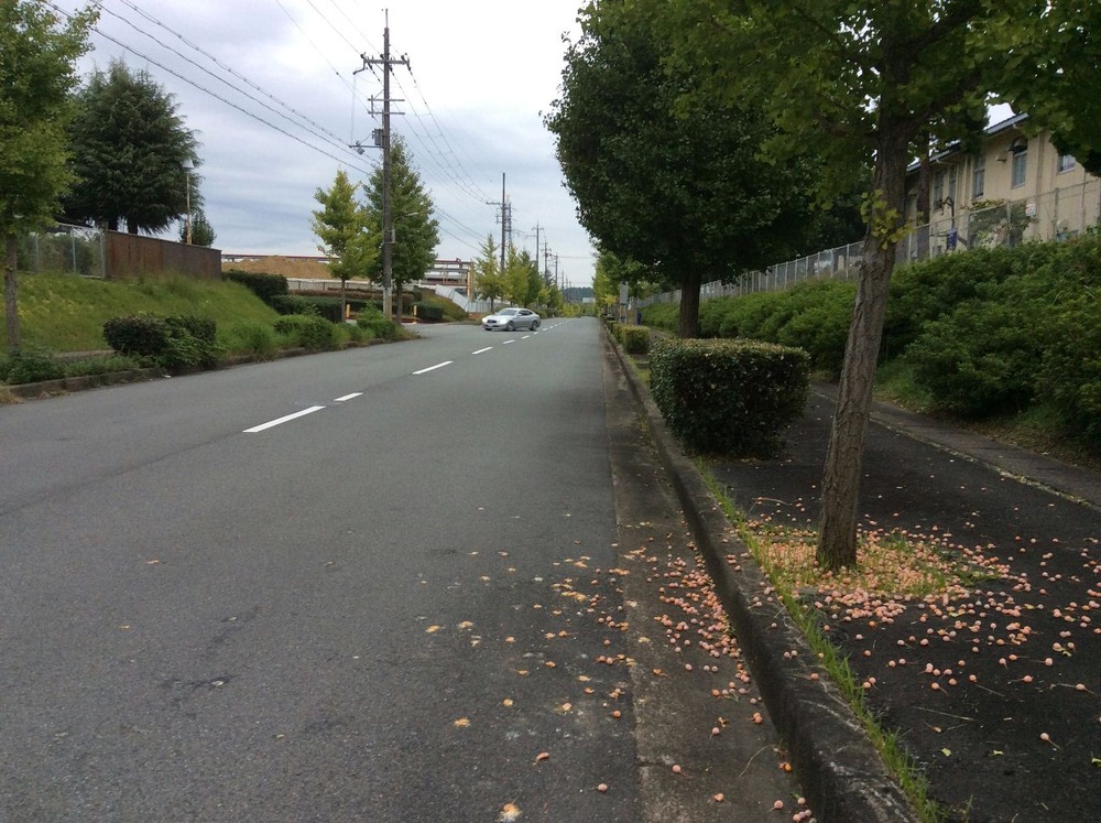 街路樹銀杏