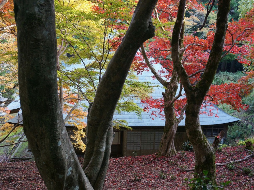 神池寺紅葉２