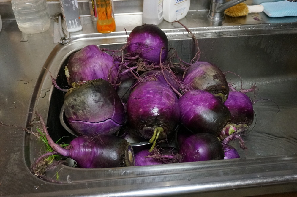 辛味大根　辛いね赤収穫