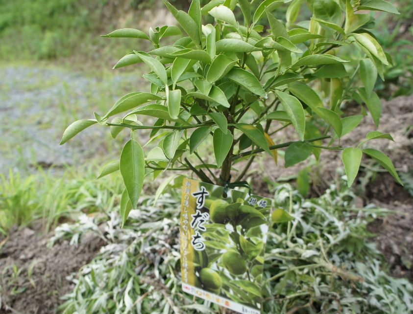 秀がスダチ植樹