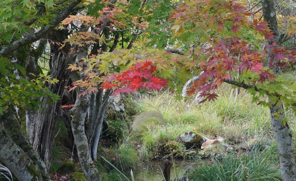 神池寺コースの紅葉