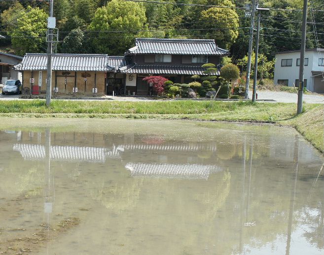 田んぼの水に映える