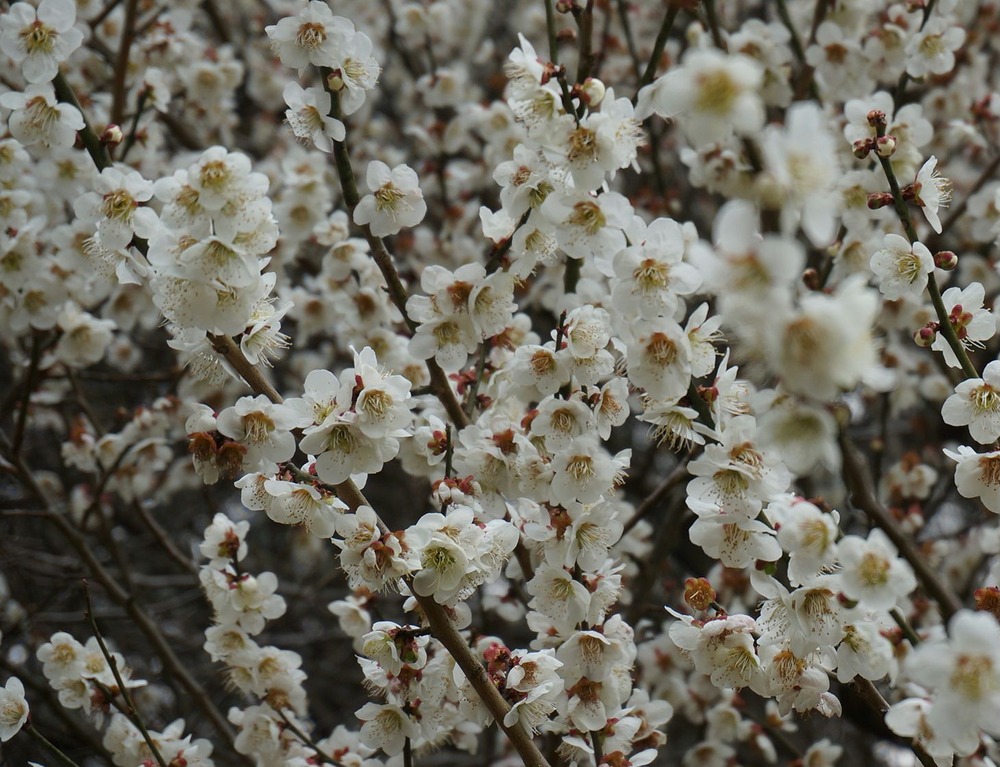 梅の花花花