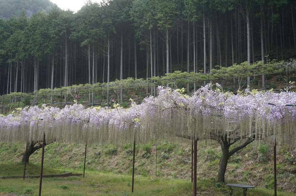 白毫寺九尺藤４月２５日3