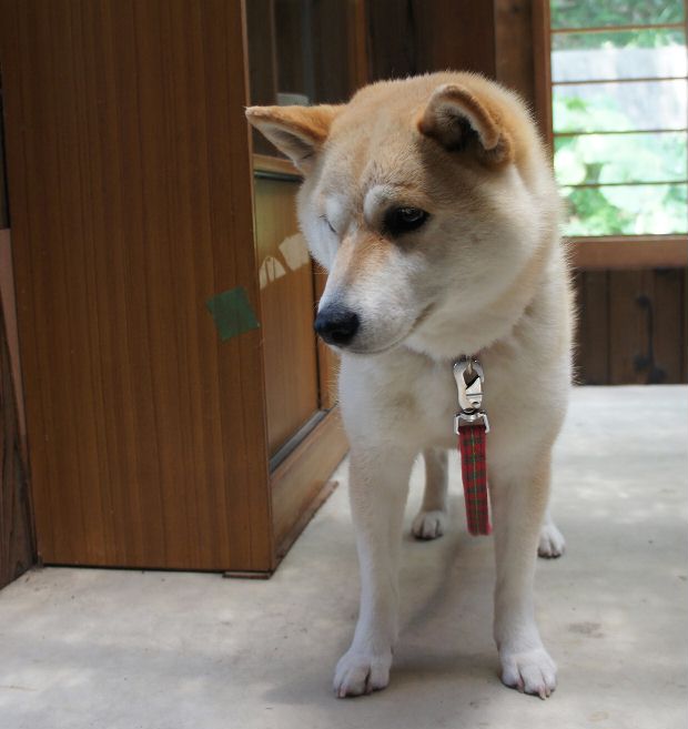 6月19日さくら