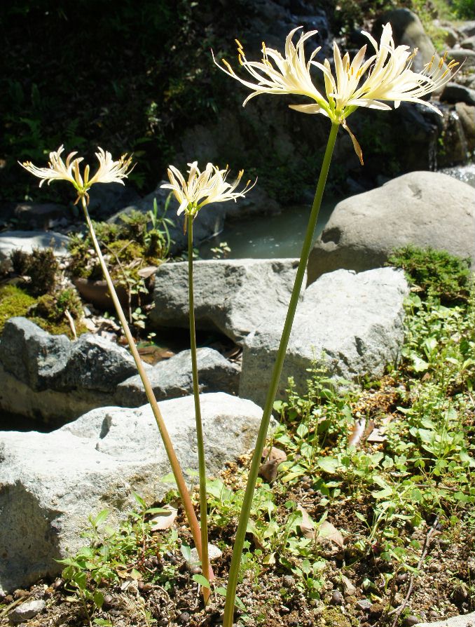 白花彼岸花１
