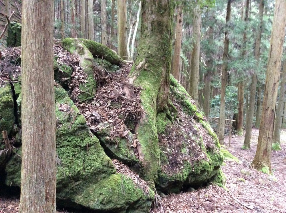 鹿場西谷山の神岩