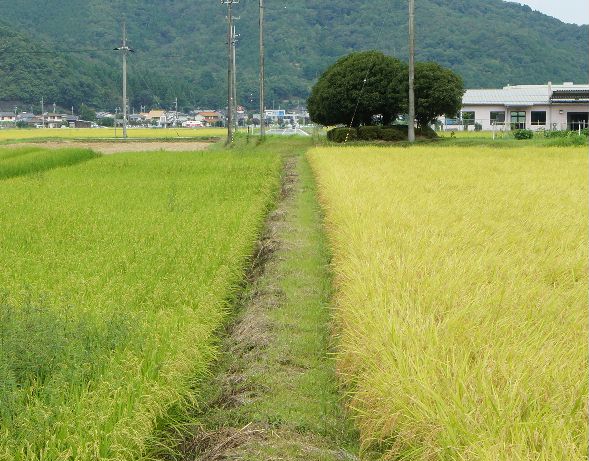 稲の色（実り）の違い
