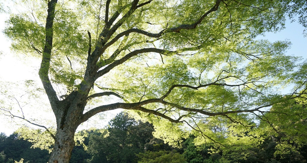 岩戸寺の欅4月30日