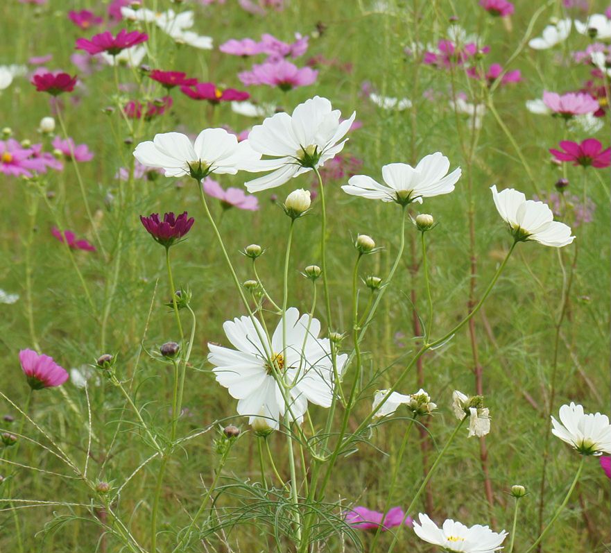 コスモスの花