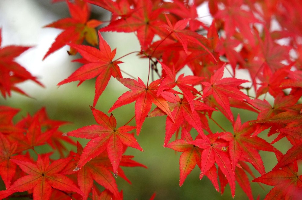 １４年石像寺の紅葉5
