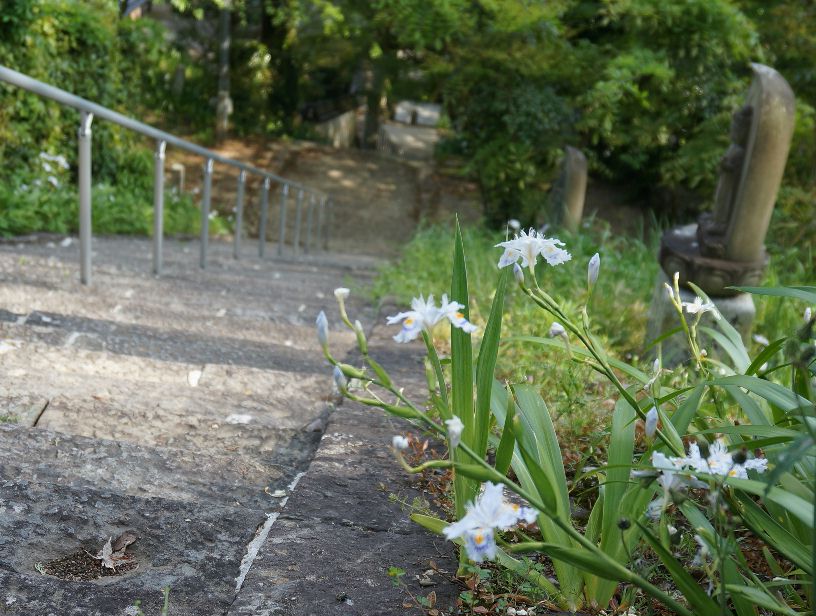 岩戸寺シャガの花