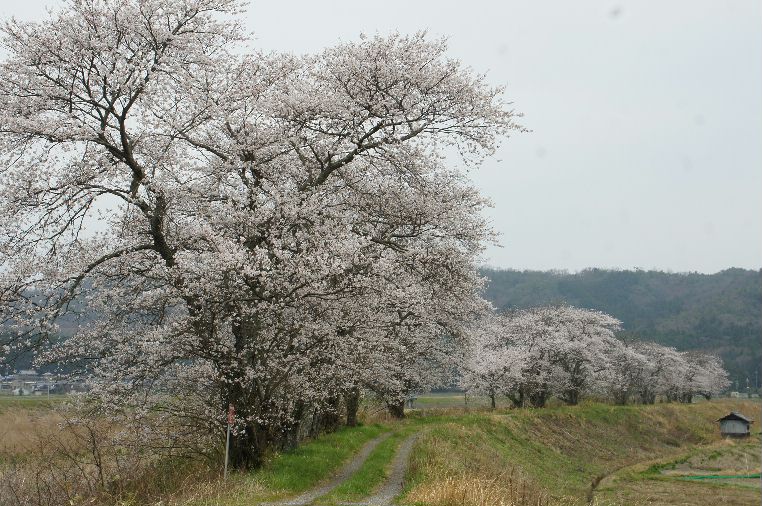竹田川堤防の桜