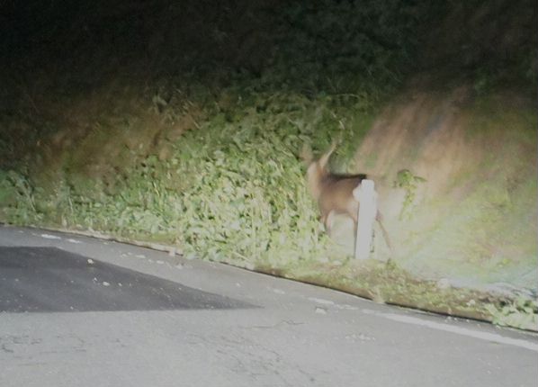 林道で鹿と遭遇3回