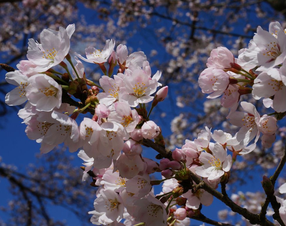 桜