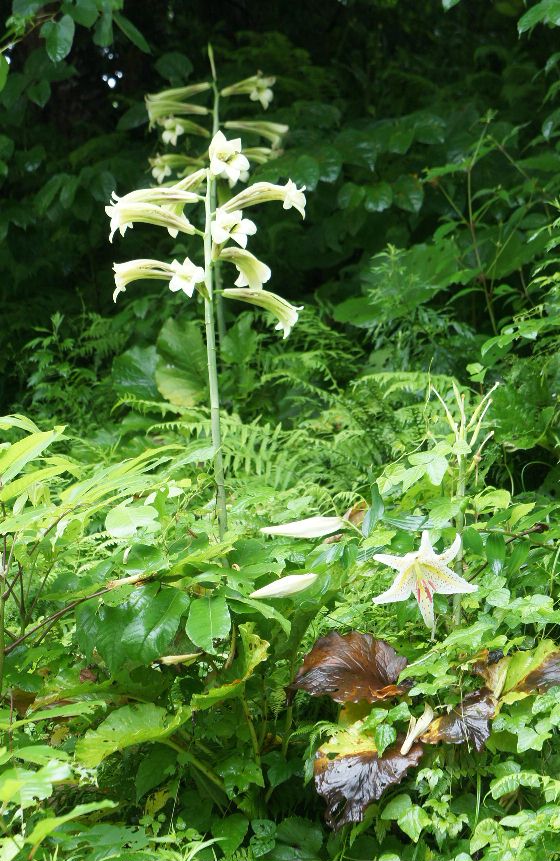 ？の花