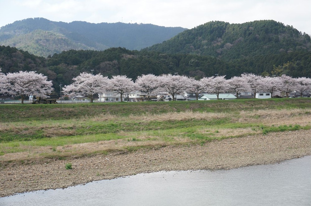 竹田川と桜と横峰山