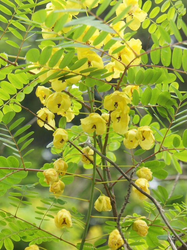 この花？１