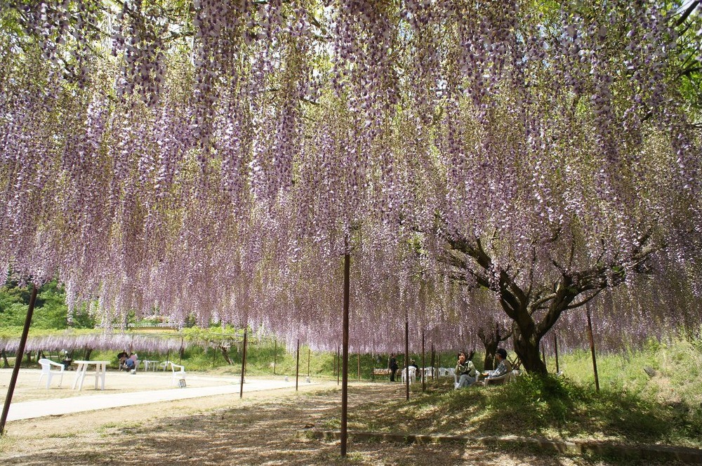 百毫寺九尺藤５月１８日