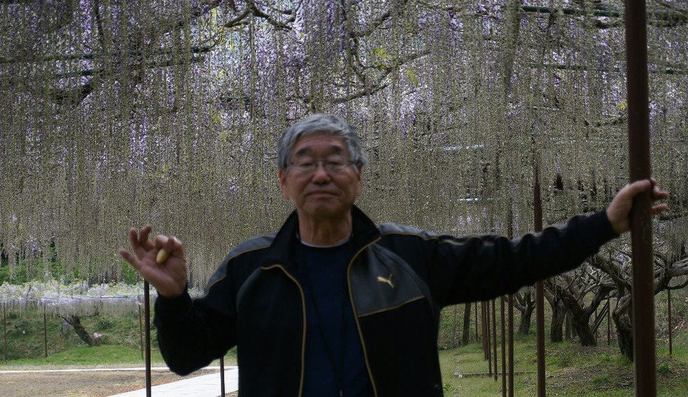 白毫寺九尺藤４月２５日2