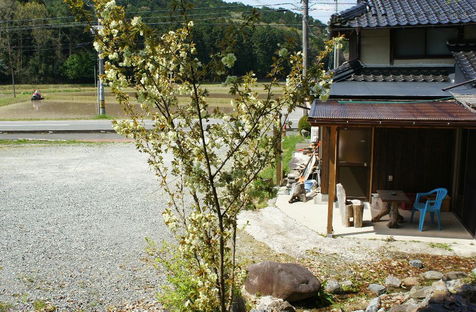 そばんちウコン桜１