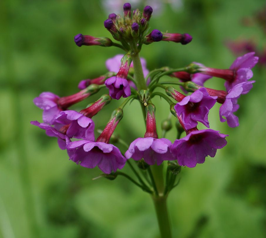 5月１１日九輪草3