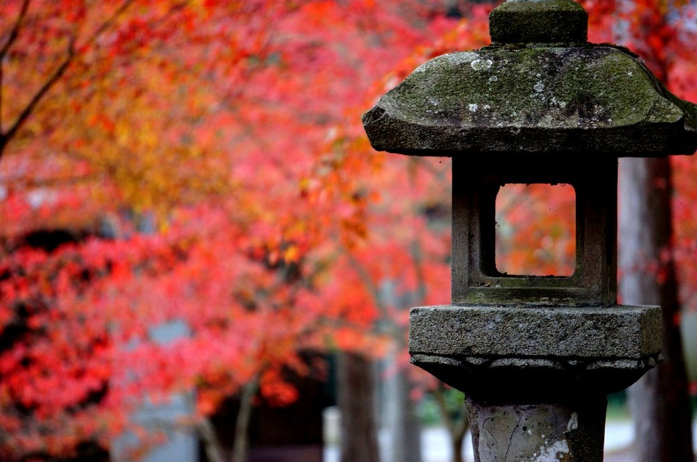 １４年高山寺の紅葉5